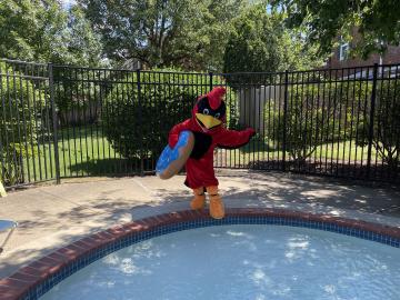 Abingdon Cardinal dipping a toe in the pool
