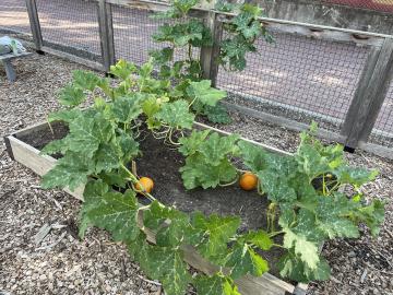 Pumpkins growing in the Abingdon Garden